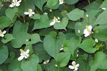 Cách chế rau diếp cá thanh nhiệt, chữa nhiều bệnh mùa hè