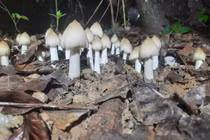 Vì sao 3 loại nấm đắt đỏ luôn “cháy hàng” tại Việt Nam?