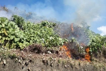 Cháy rừng Nam Hải Vân, 150 người căng mình dập lửa