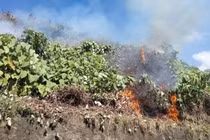 Cháy rừng Nam Hải Vân, 150 người căng mình dập lửa