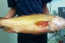 Vì sao bóng cá sủ vàng được ví "quý như vàng"?