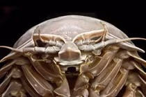 Bí ẩn loài bọ biển khổng lồ đắt hơn... tôm hùm 