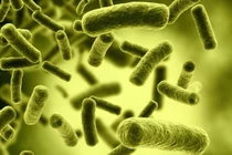 Nguyên nhân thực phẩm nhiễm độc tố botulinum