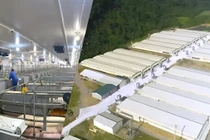 Công ty Dabaco Thanh Hóa bị phạt do vi phạm về môi trường