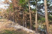 Đốt cỏ rác, hại chết cây xanh!