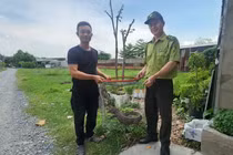 Kỳ đà vân người dân bắt được ở TP HCM là loài nằm trong Sách Đỏ