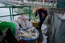 “Sinh vật ngoại lai” có thể cũng là nguyên nhân gây cá chết tại Hồ Tây?