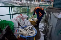 “Sinh vật ngoại lai” có thể cũng là nguyên nhân gây cá chết tại Hồ Tây?