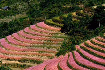 Bắc Bộ và Thanh Hóa trời rét, ngày nắng