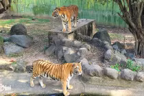 Hổ chết hàng loạt tại Khu du lịch Vườn Xoài: Lấy mẫu kiểm tra nguyên nhân