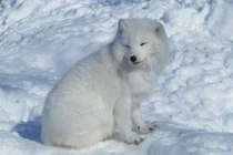 Chó trắng đột nhập vào nhà xin ăn, ai ngờ là “thần thú” may mắn 