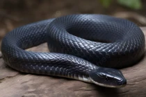 10 loài rắn độc nhất hành tinh: Một nhát cắn đoạt mạng người trong phút mốt 