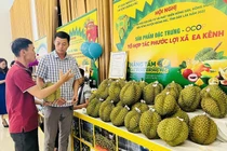 Đắk Lắk: Lô sầu riêng đầu tiên sắp xuất sang thị trường Trung Quốc