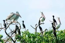 Quảng Bình: Ngăn chặn nạn săn bắt chim trời