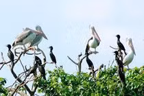 Quảng Bình: Ngăn chặn nạn săn bắt chim trời