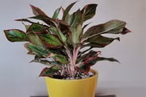 Bật mí 5 loại cây phong thủy trong nhà giúp gia chủ may mắn