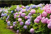 3 loại cây trồng như nam châm hút tiền tài