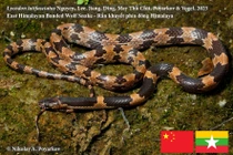 Công bố loài rắn sói mới, nhà khoa học Việt giải mã sao? 