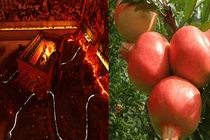 Cây lựu mọc trên lăng mộ Tần Thủy Hoàng, tuyệt đối không được ăn