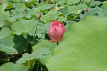 Giáo sư Hồ Khải Xương: Nhà khoa học tạo máy phát điện từ... lá sen 