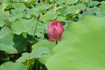 Giáo sư Hồ Khải Xương: Nhà khoa học tạo máy phát điện từ... lá sen 