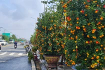 Đà Nẵng - Hội An: Quất, bưởi xuống phố, thị trường Tết bắt đầu sôi động
