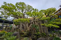 Cận cảnh tuyệt phẩm bonsai “con rồng Châu Á” tiền tỷ có 1-0-2