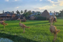 Mê mẩn vườn thú có 1-0-2 giữa Hội An