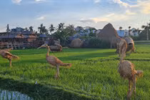 Mê mẩn vườn thú có 1-0-2 giữa Hội An