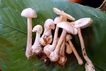 Ăn phải nấm độc hái trong rừng, hai vợ chồng tử vong