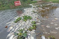 Thanh Hóa: Cá chết hàng loạt trên suối Cổ Đam do ô nhiễm