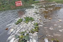 Thanh Hóa: Cá chết hàng loạt trên suối Cổ Đam do ô nhiễm