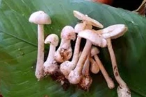 Ăn phải nấm độc hái trong rừng, hai vợ chồng tử vong