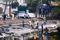 Cá chết hàng loạt ở hồ Hoàng Cầu, Hà Nội