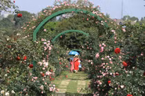 Choáng ngợp với vườn hồng “châu Âu” rộng 6.000 m2 ở Hà Nội