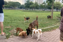 Bé trai bị chó cắn thủng bụng: Nhan nhản chó thả rông không rọ mõm