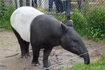 Những động vật "quý như vàng" tại Việt Nam: Có loài đã tuyệt chủng! 