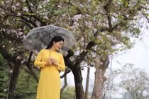 Hoa ban nở rộ giữa lòng Thủ đô