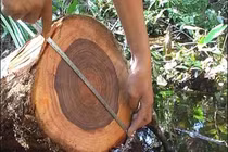 Loại gỗ "vàng" Việt Nam sở hữu, đại gia ráo riết săn lùng