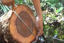 Loại gỗ "vàng" Việt Nam sở hữu, đại gia ráo riết săn lùng