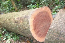 Việt Nam có loại gỗ "đắt hơn vàng", thế giới chỉ còn 8 cây