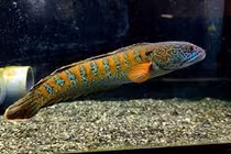 Loài cá quý hiếm tuyệt chủng 85 năm bất ngờ hồi sinh kỳ diệu 