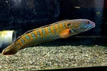 Loài cá quý hiếm tuyệt chủng 85 năm bất ngờ hồi sinh kỳ diệu 