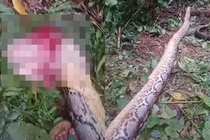 Ra vườn tìm mẹ, con trai ngã quỵ thấy “quái thú" làm chuyện hãi hùng 