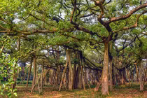 Sửng sốt cây đa khổng lồ nhất thế giới, tán rộng bằng cả khu rừng 