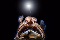 “Quỷ biển đen” bất ngờ trồi lên mặt nước... nhìn phát hãi hùng 