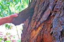 13 "cây thép thiên nhiên" sót lại trên Trái đất... chỉ Việt Nam sở hữu 