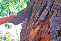 13 "cây thép thiên nhiên" sót lại trên Trái đất... chỉ Việt Nam sở hữu 