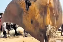 Bán “quái ngư” khủng hơn 1.000 kg, ngư dân khóc ròng vì dính "sao quả tạ" 