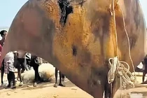 Bán “quái ngư” khủng hơn 1.000 kg, ngư dân khóc ròng vì dính "sao quả tạ" 